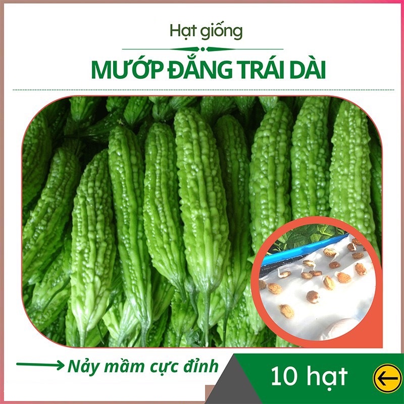 Hạt Giống Mướp Đắng Khổ Qua Trái Dài Chuẩn F1 - MV08 - Gói 10Hat