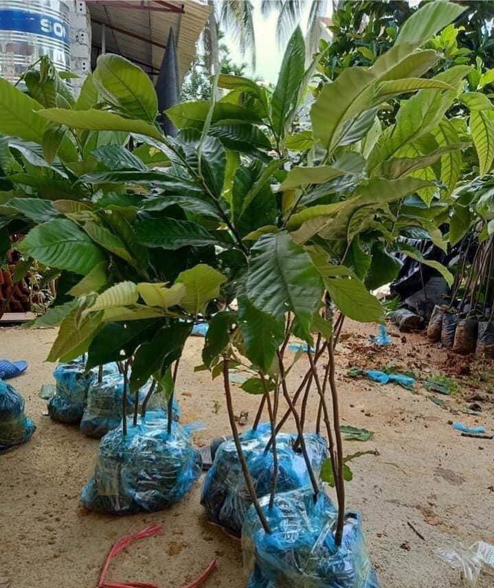 CÂY GIỐNG CÂY HẠT DẺ TRÙNG KHÁNH