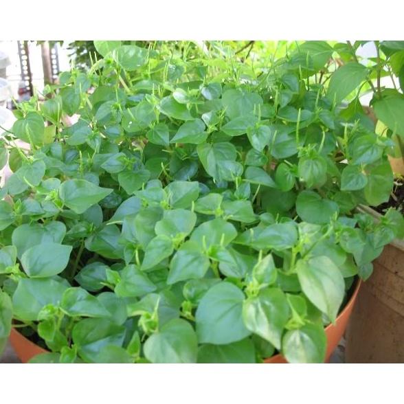 Hạt giống rau càng cua KNS3100 - Gói 0.5gram