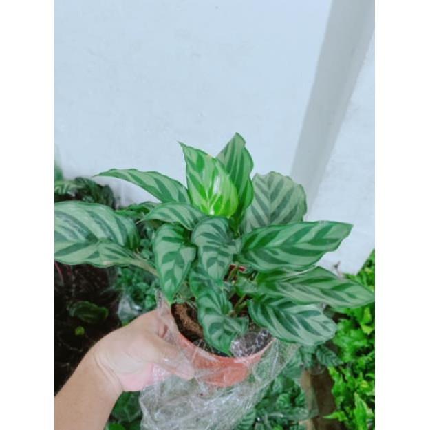 Chậu đuôi công xanh lá nhỏ