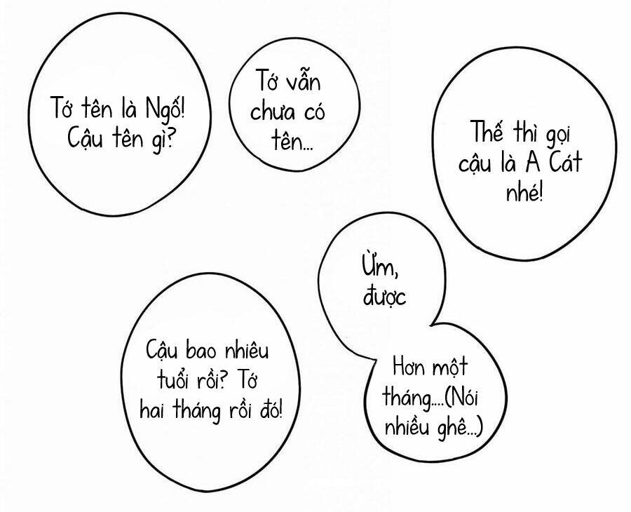 cáo a cát kém tắm chapter 1 19