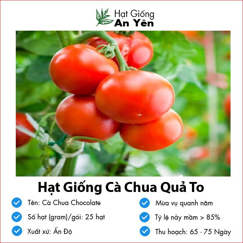 Hạt giống Cà Chua To Ấn Độ thu hoạch sớm, dễ trồng, nảy mầm cao, sinh trưởng khoẻ