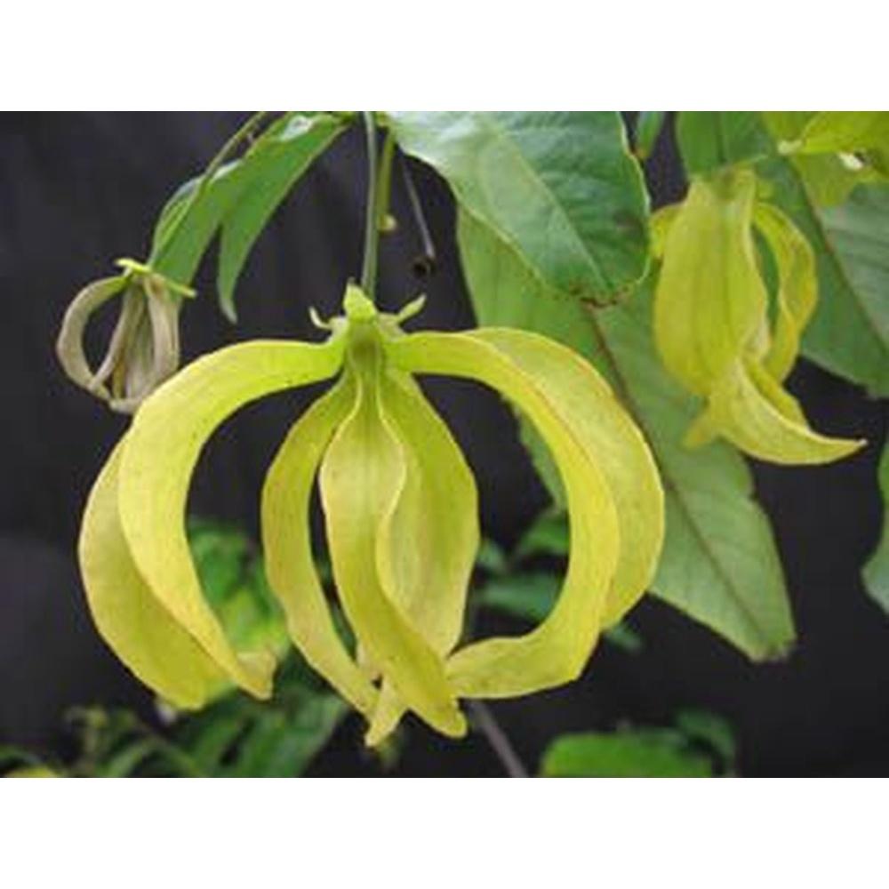 CÂY HOA DẺ VÀNG, HOA THƠM NGÂY NGẤT, CÂY CAO TRÊN 50cm
