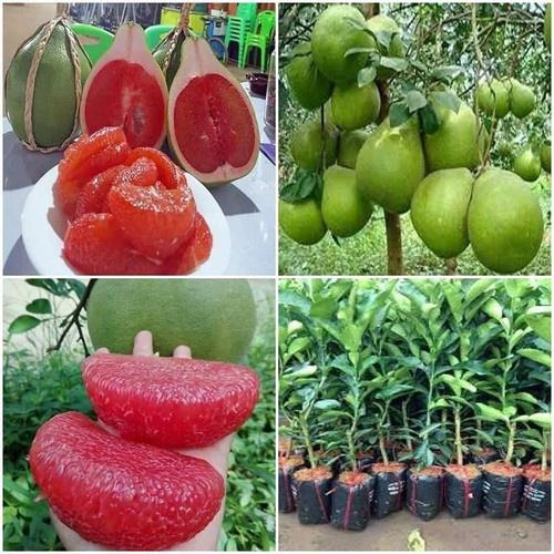 CÂY GIỐNG BƯỞI RUBY ĐỎ THÁI LAN