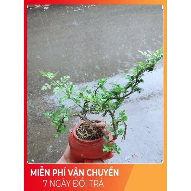 Chậu Cây Cần Thăng