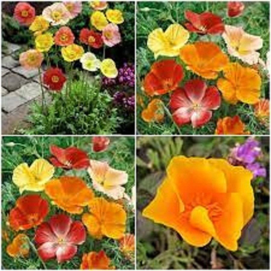 Hạt Giống Hoa Poppy Đơn Nhiều Màu - Gói 50 hạt