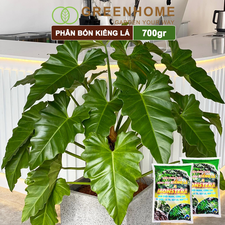 Phân bón kiểng lá Monstera, bao 700gr, đâm chồi mạnh, cứng cây, rễ khoẻ, lá to, dày  Greenhome