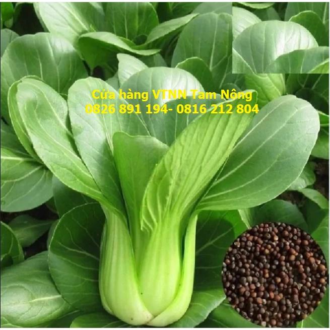 HẠT GIỐNG CẢI CHÍP, CẢI XANH LÙN _THANH GIANG_KL.20G