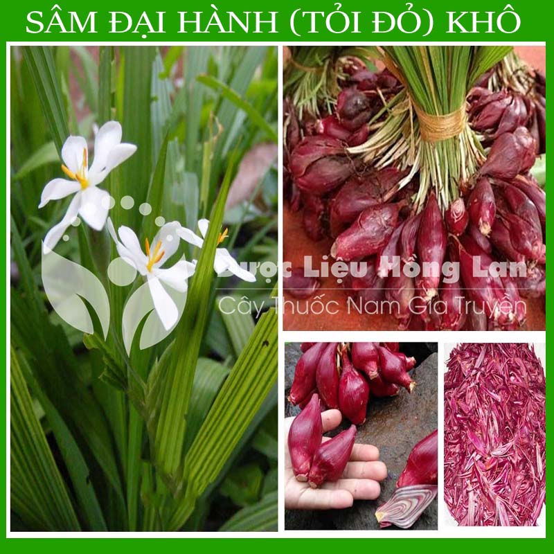 SÂM ĐẠI HÀNH (Tỏi Đỏ) khô sạch đóng gói 1kg - congtyduoclieuhonglan