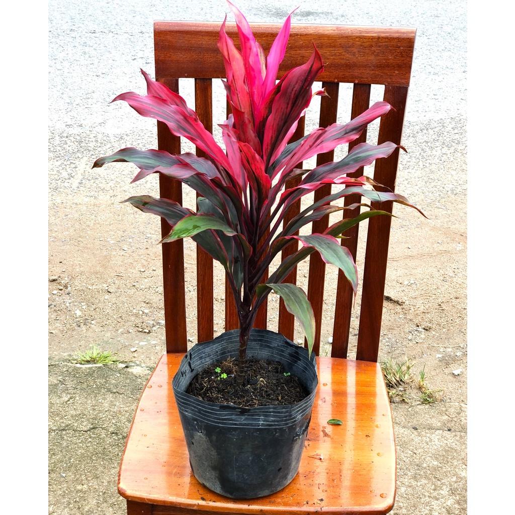 Chậu cây Phát Tài đỏ trồng nơi có nhiều nắng