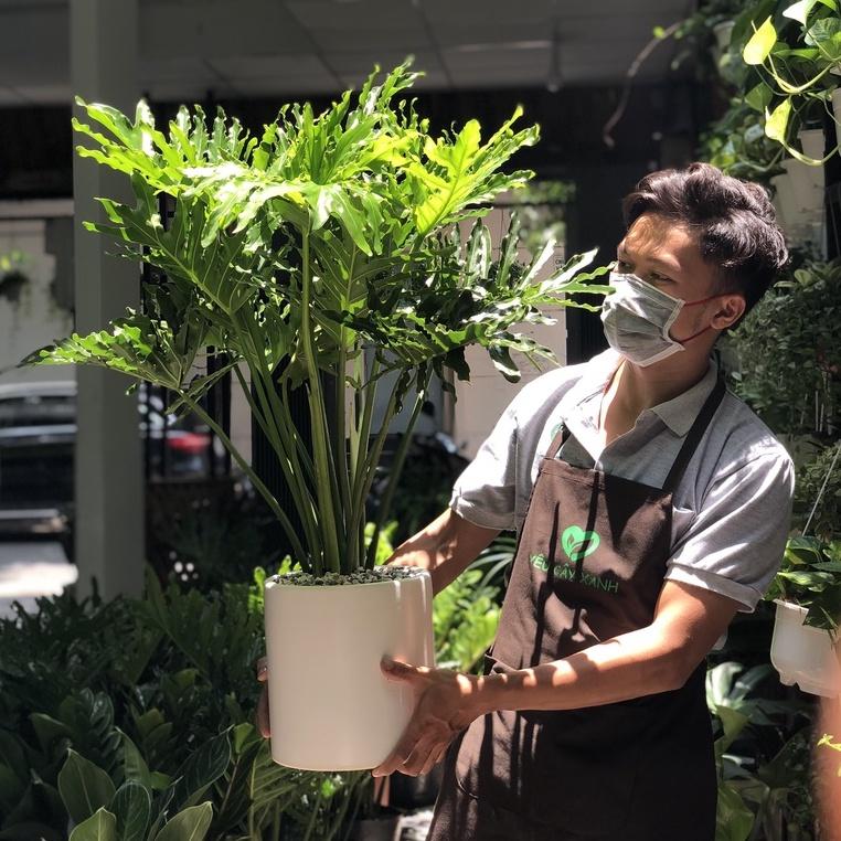 Cây Trầu Bà Thanh Xuân size nội thất