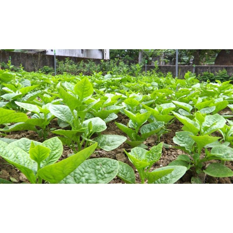 Lục Diệp Tố 1SL . Kích thích sinh trưởng cây trồng, kích lộc vải, lộc nhãn, rau màu, hoa cúc...