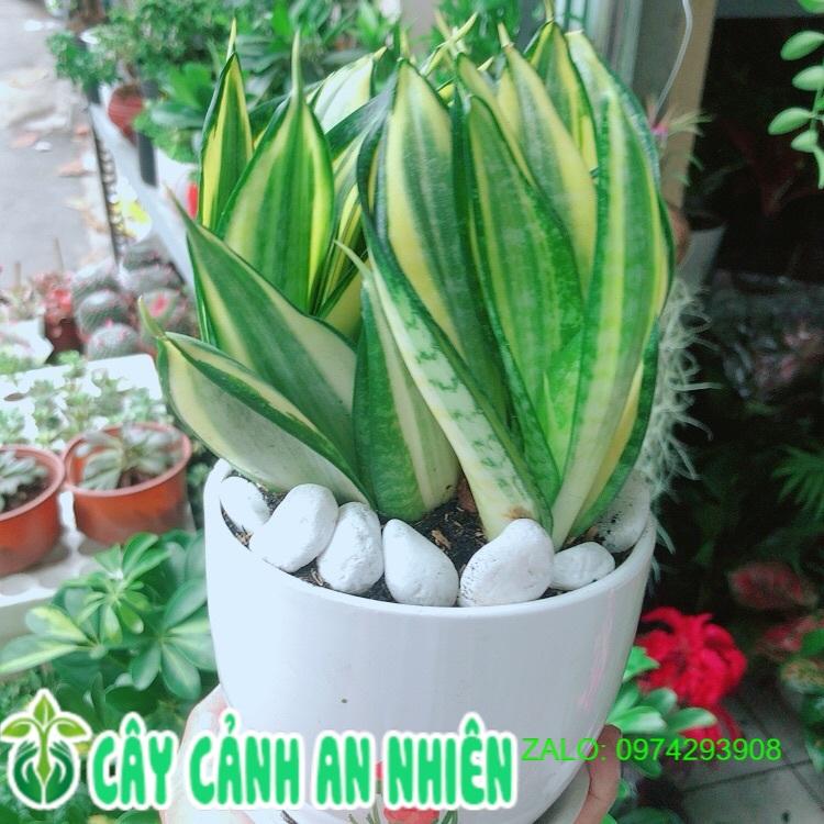 Chậu Cây Lưỡi Hổ Thái Vàng