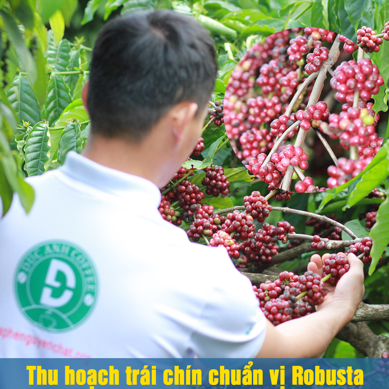 Combo gói Cà phê Arabica Và Gói Robusta Xay Sẵn Pha Phin - Mỗi Gói 500g -DUC ANH COFFEE