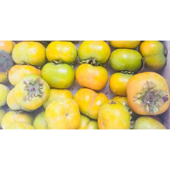 Cây giống hồng vuông Fuyu không hạt Nhật Bản