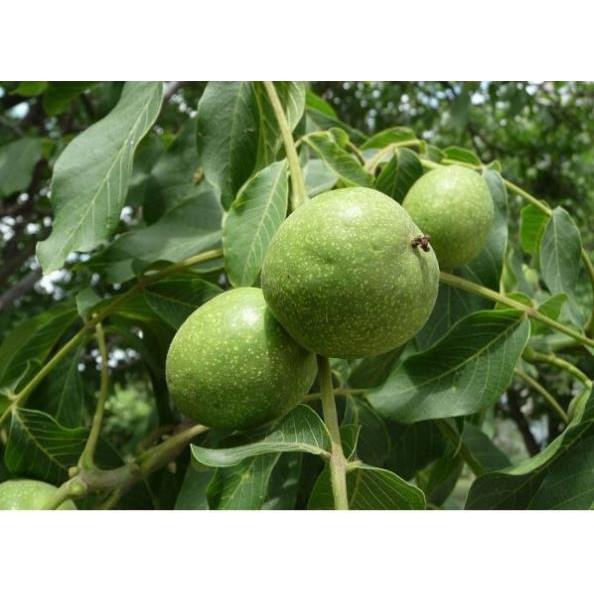 Cây giống óc chó nhập mỹ
