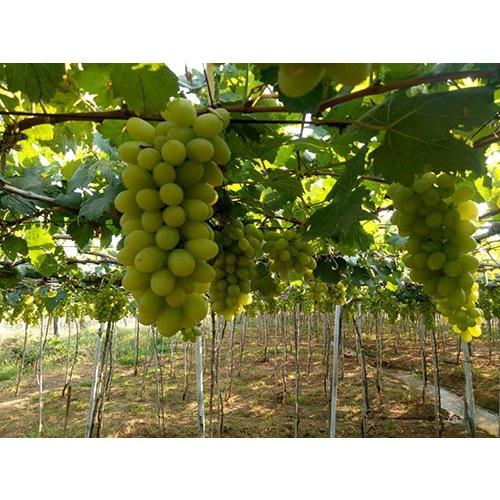 Hạt giống nho leo quả xanh,giống chuẩn F1 - gói 10 hạt