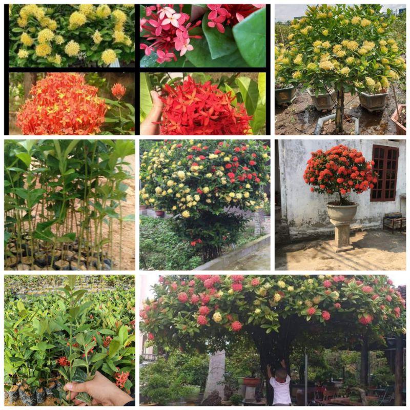 Cây giống mẫu đơn đủ màu