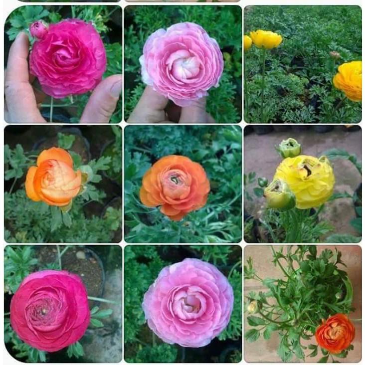 Bộ 6 Củ giống hoa mao lương mix màu