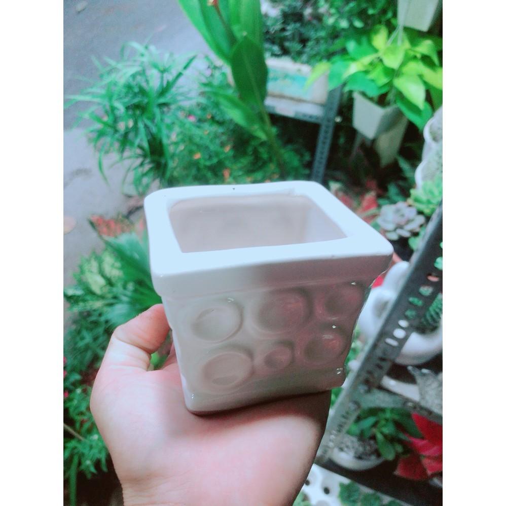 Chậu Trồng Cây