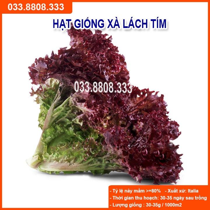 HẠT GIỐNG XÀ LÁCH TÍM -SIÊU NGON NHANH THU HOẠCH