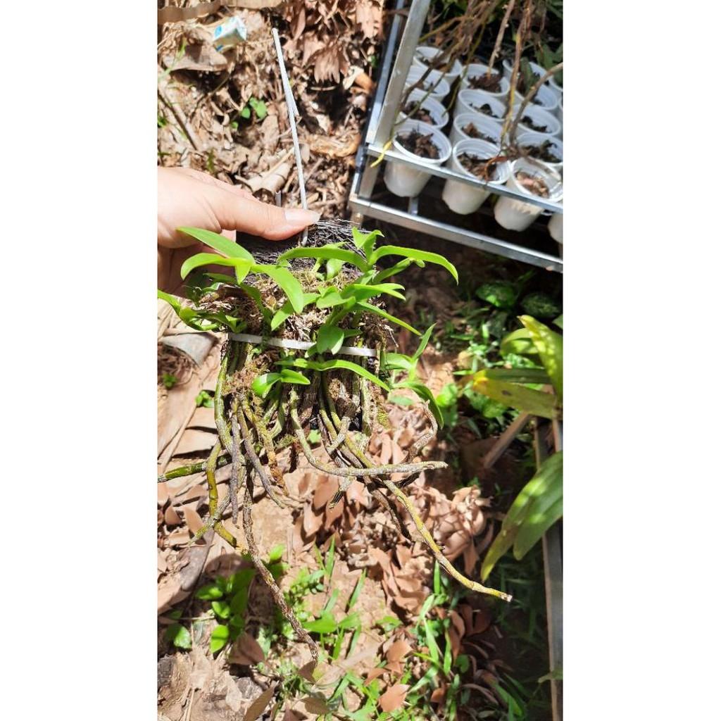 Hoa phong lan long tu xuân