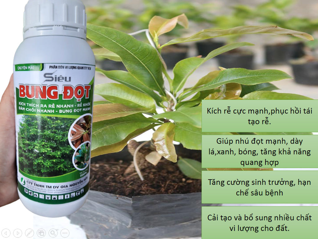 SIÊU BUNG ĐỌT DÀNH CHO MAI GIÚP CÂY ĐÂM CHỒI NHANH, BUNG ĐỌT MẠNH CHAI 500ML