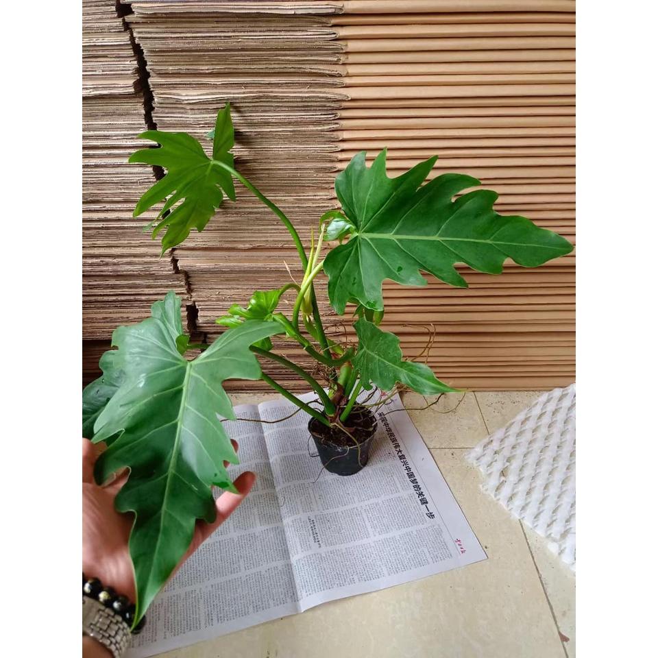 Cây Trầu Bà Lá Lỗ