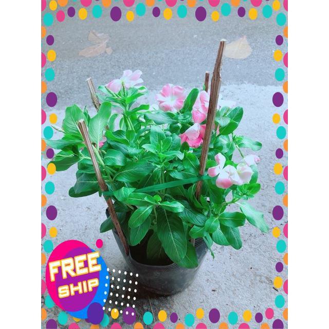 Hoa Dừa Cạn Màu Hồng
