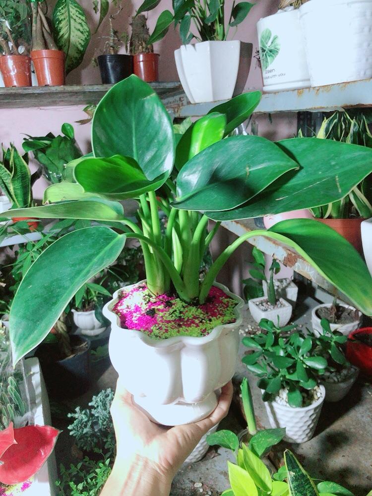 Chậu Cây Đế Vương Xanh Để Bàn