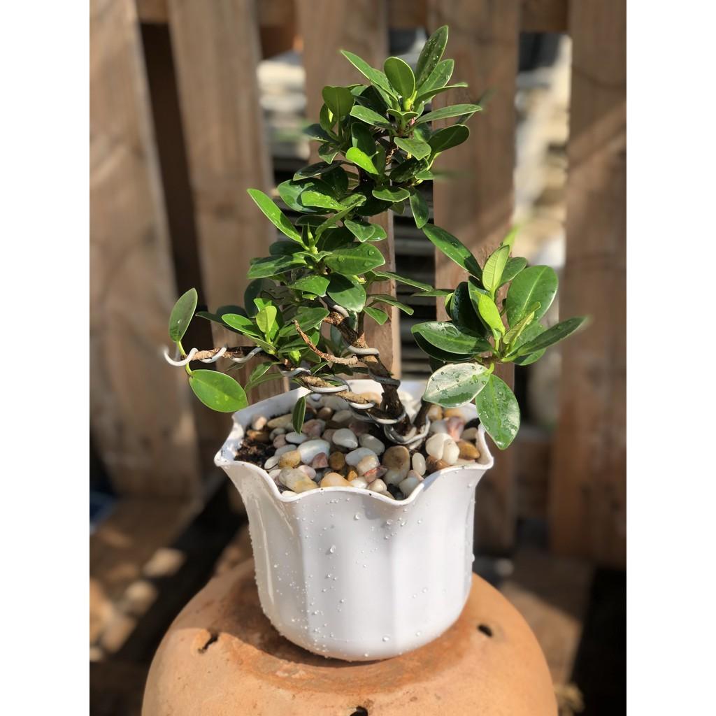 Cây si Nhật dáng Bonsai