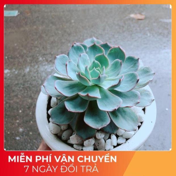 Chậu Sen Đá Hồng Phấn Size Đại