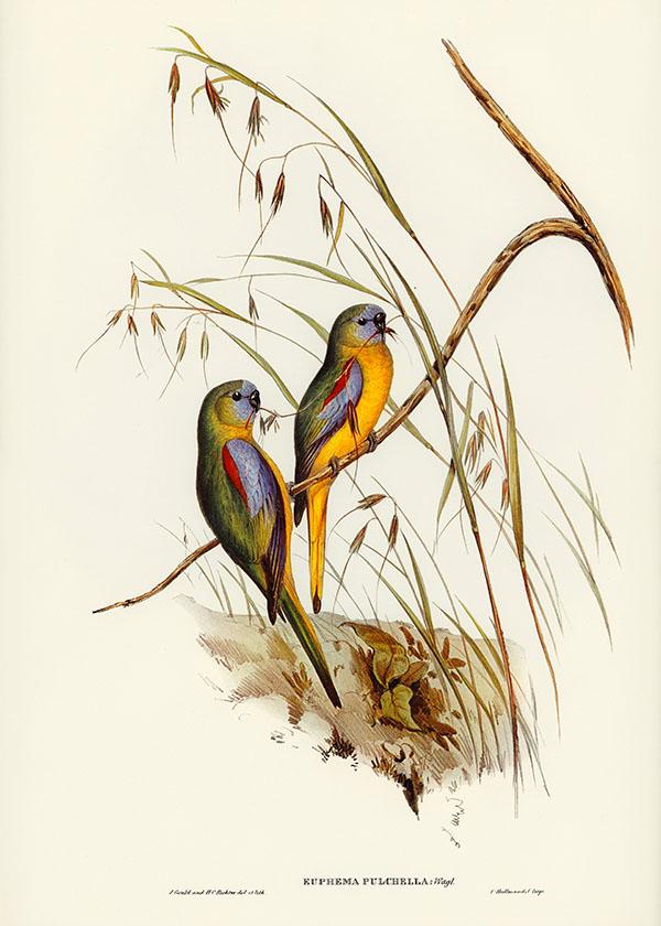 Tranh canvas vintage  - Vẹt đuôi dài (Euphema pulchella) - BVT-52