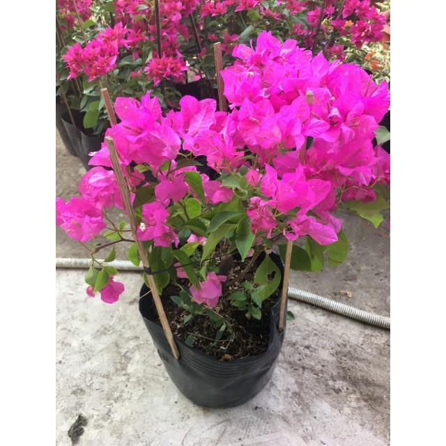 Hoa giấy đỏ hồng siêu bông