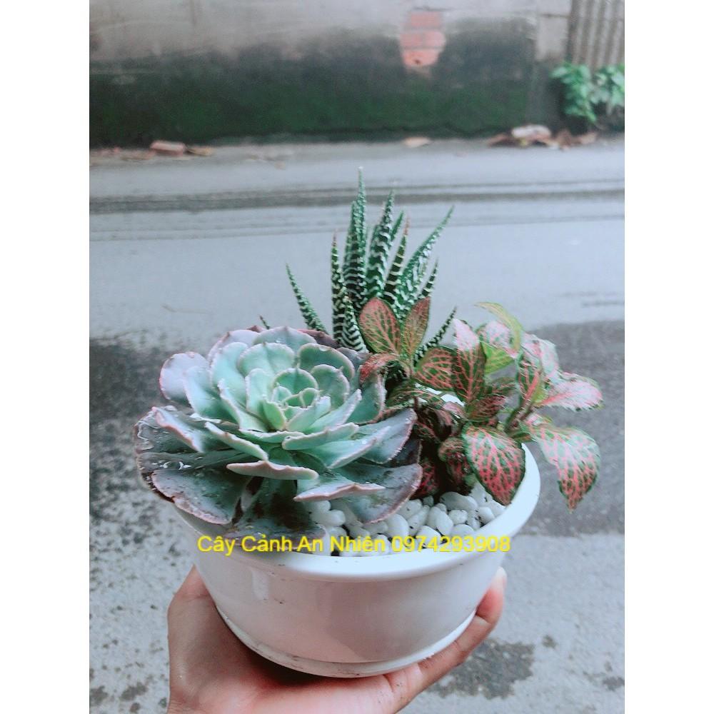 Chậu Sen Đá+Móng Rồng+ Cây Cẩm Nhung