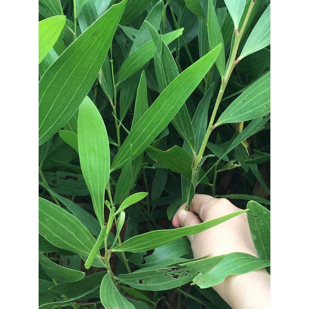 Giống Cây Keo Lá Chàm lấy gỗ- 10 cây