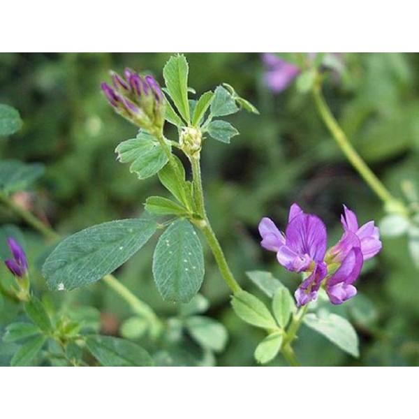 Hạt cỏ chăn nuôi ALFALFA Linh Lăng - Cỏ Họ Đậu
