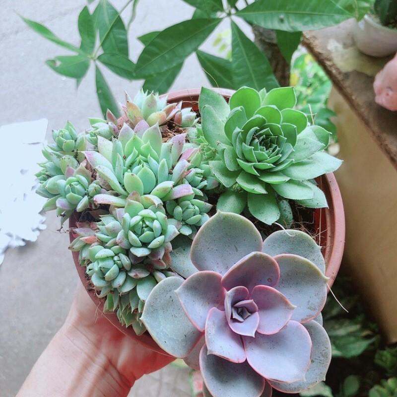 Sen Đá Mix 3 Cây Lớn