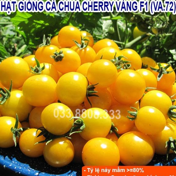 Hạt giống cà chua bi vàng -giống tốt trồng chậu