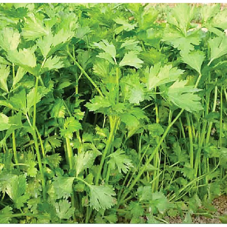 Combo 2 Gói Hạt Giống Rau Cần Tây