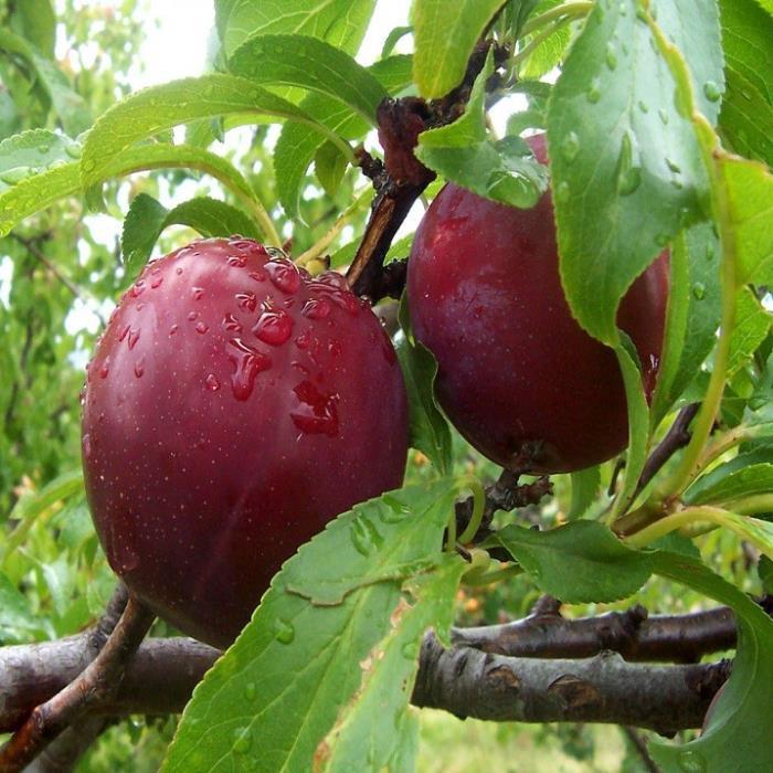 Cây giống mận tam hoa