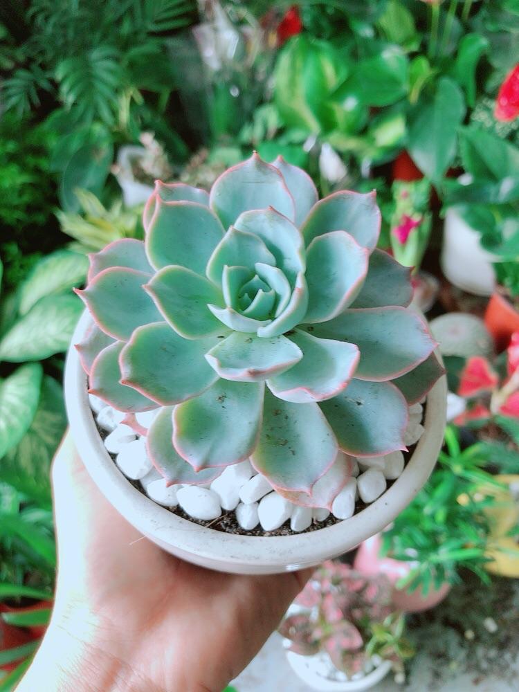 Chậu Sen Đá Hồng Phấn