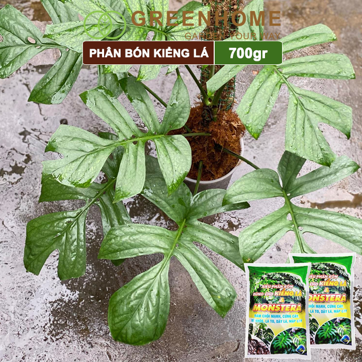 Phân bón kiểng lá Monstera, bao 700gr, đâm chồi mạnh, cứng cây, rễ khoẻ, lá to, dày  Greenhome