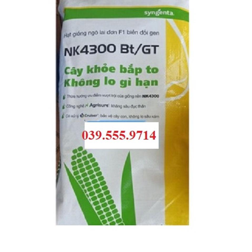 HẠT GIỐNG NGÔ LAI ĐƠN BIẾN ĐỔI GEN NK4300Bt/GT GÓI 100G NĂNG SUẤT CAO