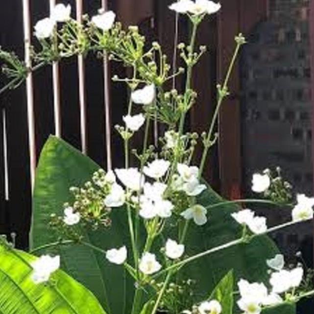 Cây Bách thủy tiên - Cây tạo Cảnh đẹp - tốt cho phong thủy