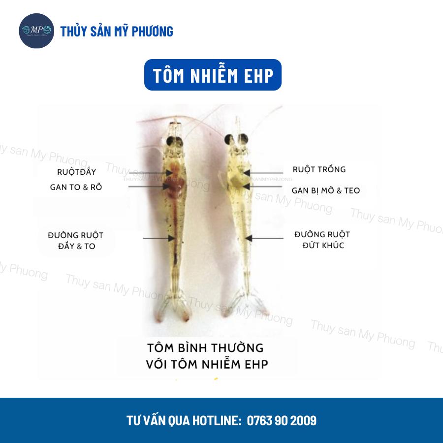 Ks đường ruột trống lò xo phân trắng ký sinh trùng Scanviron xuất huyết sình bụng không tiêu tôm thẻ cá lươn ếch ốc baba