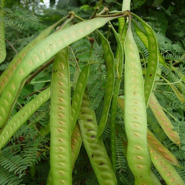 Hạt Giống Cây Keo Dậu