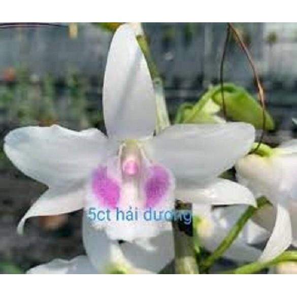 Cốc phi điệp 5 cánh trắng HẢI DƯƠNG - hàng gieo hạt - hoa xổ số - hoa siêu đẹp