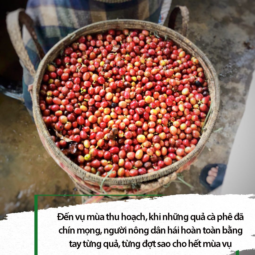 Cà phê hoà tan Cố Đô gu thơm 3in1 (hộp 10 gói x 22g)
