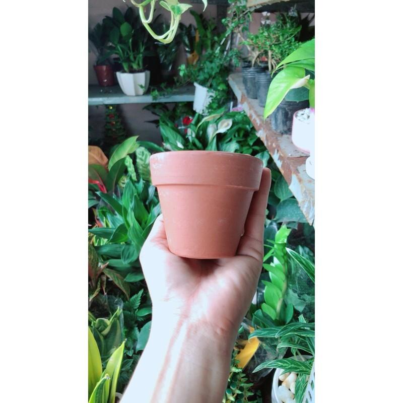 Chậu Đất Nung Trồng Cây
